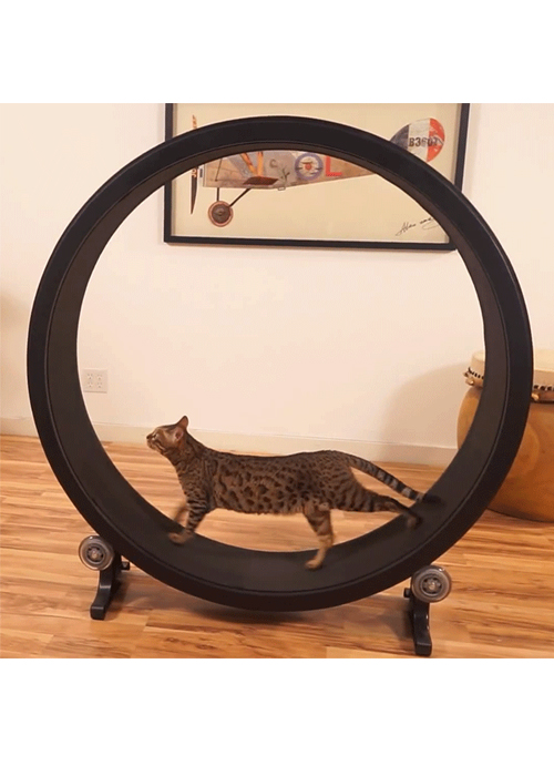 fast cat wheel