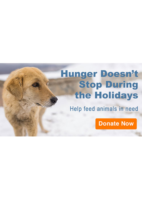 Donate to the ASPCA