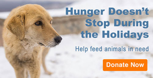 Donate to the ASPCA