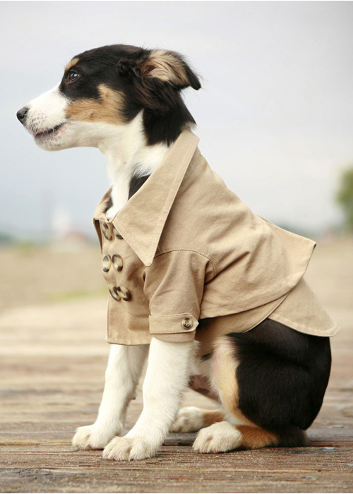 Felix Chien - Westerly Trench Dog Coat