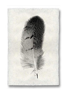 Runaway Poppy - Feather Owl copy
